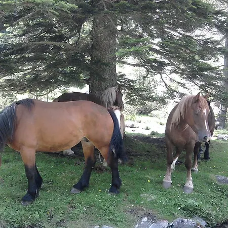 Appartement-cauterets Lejlighed