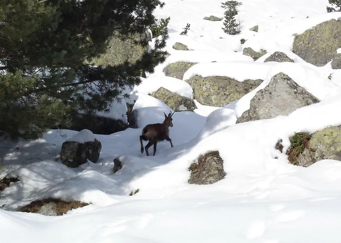 Appartement-cauterets 公寓